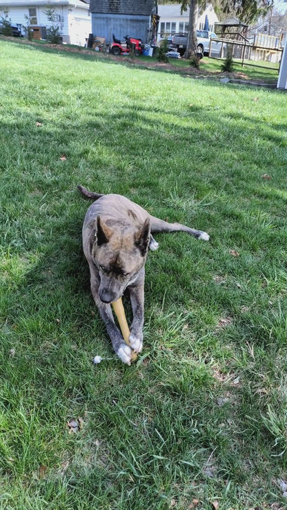 The Potato Masher Rubber Dog Chew Toy